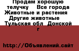 Продам хорошую телучку. - Все города Животные и растения » Другие животные   . Тульская обл.,Донской г.